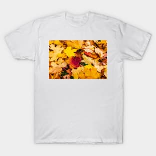 Orange maple leaf fall on ground in autumn T-Shirt